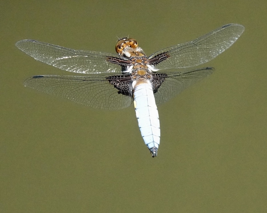 broad-bodied chaser
